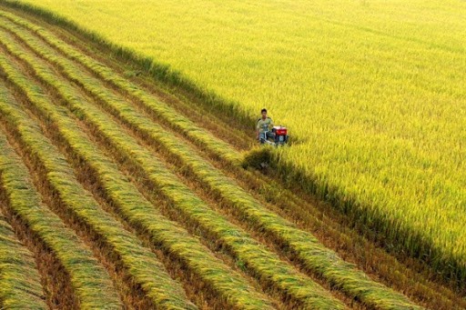 Cần Thơ triển khai đào tạo nghề nông nghiệp trình độ sơ cấp, dưới 3 tháng cho lao động nông thôn năm 2024