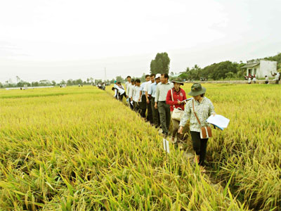 Cần Thơ chuyển đổi cơ cấu cây trồng trên đất trồng lúa năm 2024