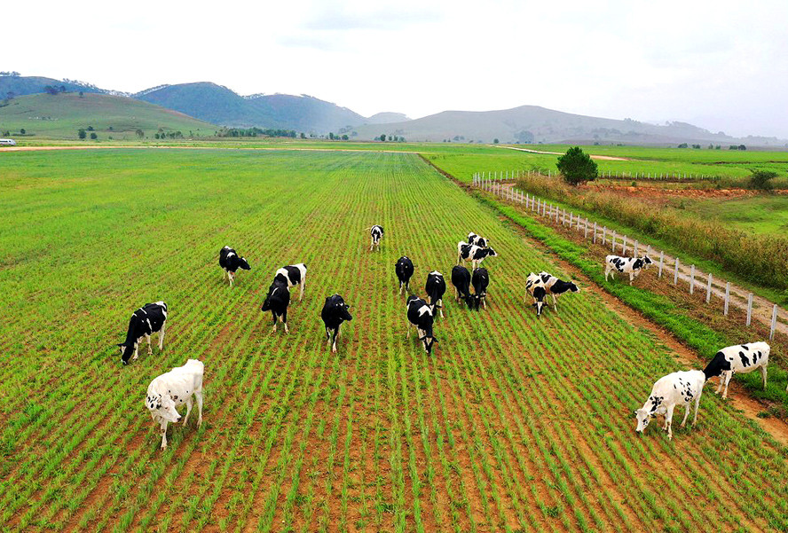 Quy định mới về khoảng cách an toàn trong chăn nuôi trang trại từ ngày 01/02/2024