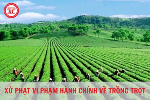 Quy định xử phạt vi phạm hành chính về Trồng trọt