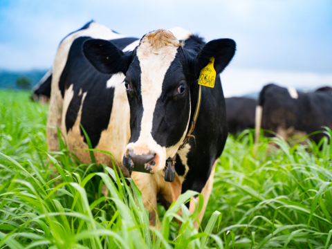 Phát triển chăn nuôi và phòng, chống dịch bệnh gia súc, gia cầm và thủy sản năm 2022