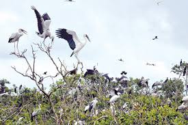                Tổ chức các hoạt động hưởng ứng Ngày Quốc tế đa dạng sinh học năm 2022         