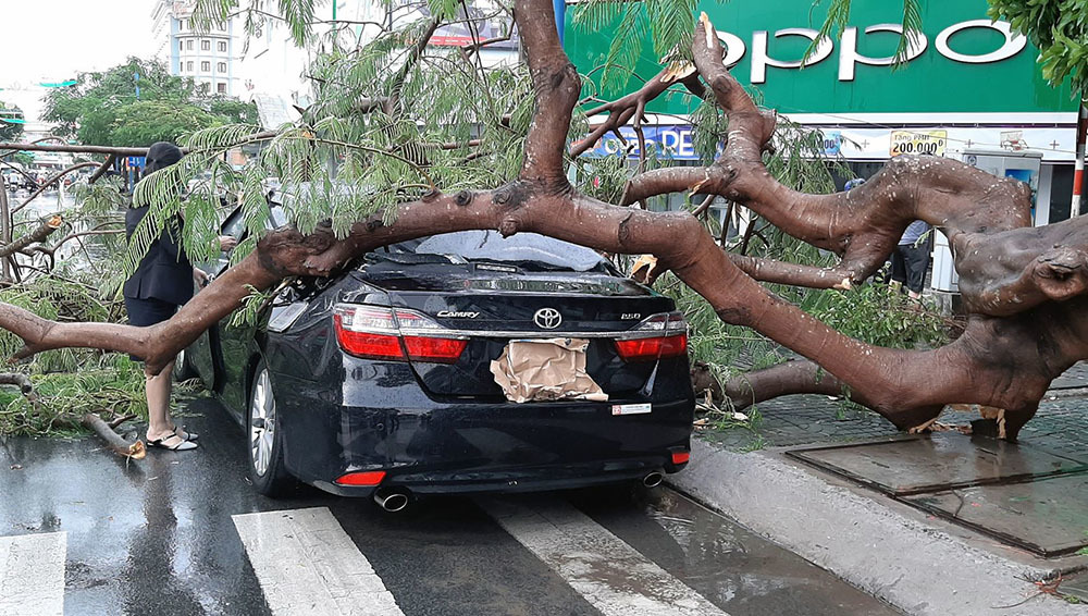 Các giải pháp đảm bảo an toàn đối với hệ thống cây xanh trên địa bàn thành phố Cần Thơ
