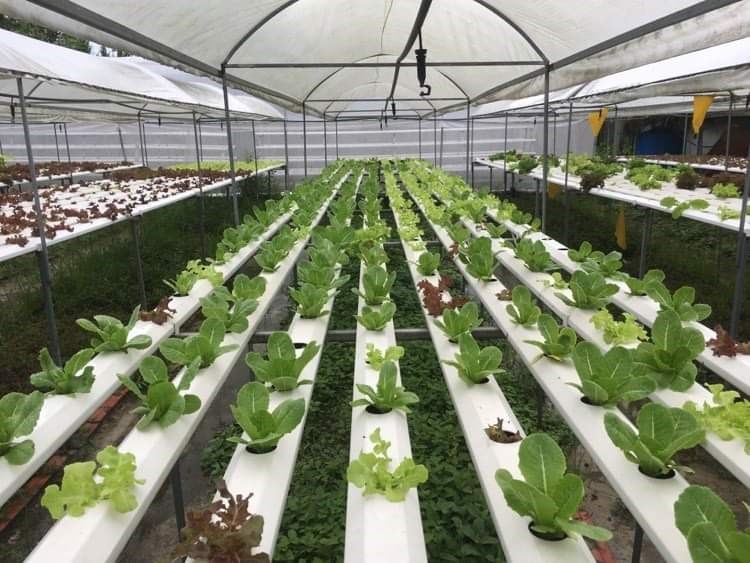 Thành phố Cần Thơ ban hành kế hoạch thực hiện đề án “Mỗi xã một sản phẩm” trên địa bàn thành phố năm 2022